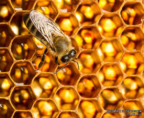 Растровый клипарт - Пчёлы 2