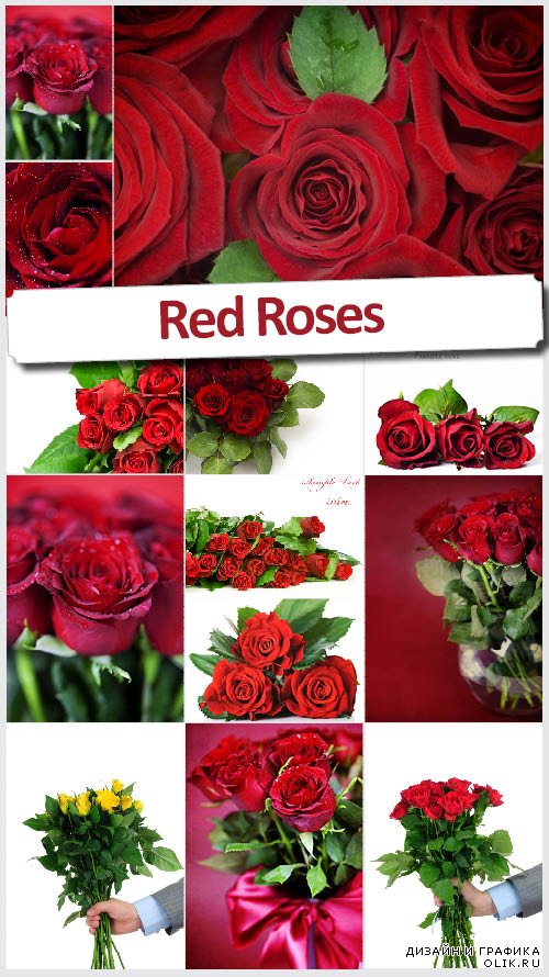 Набор растровых изображений - Красные розы