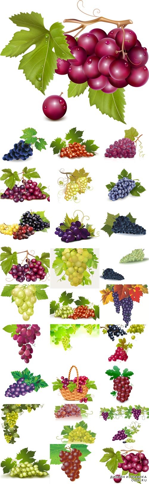 Vector Graphics juicy grapes