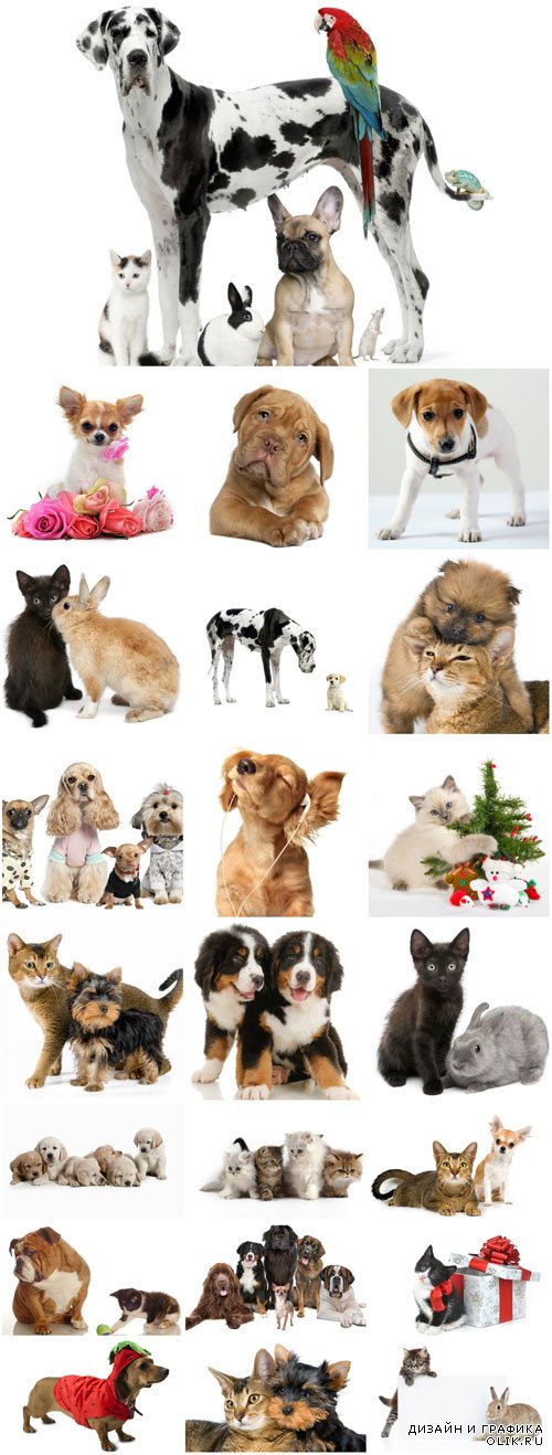 Cute pets raster graphics