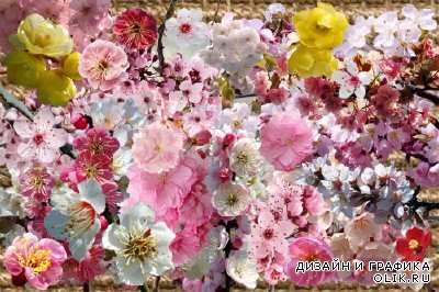 Клипарт Цветущие ветки сакуры и японской сливы