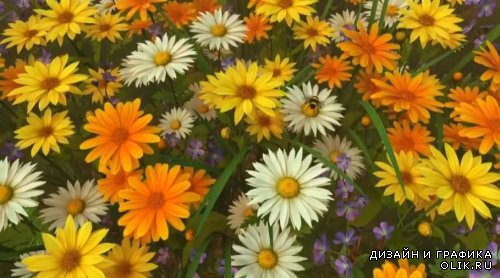 футажи красивые цветы цветут   Источник: 0lik.ru