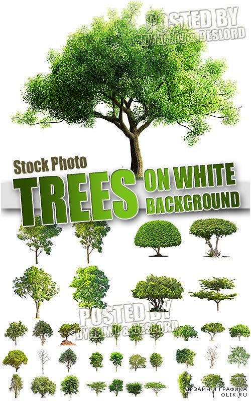 Деревья на белом фоне 2 - Растровый клипарт