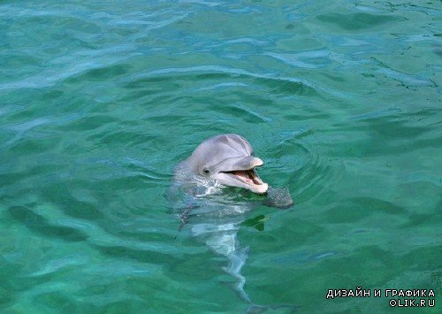 Большая подборка красивых дельфинов