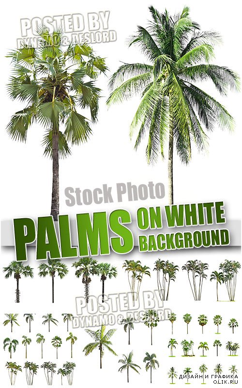 Пальмы на белом фоне - Растровый клипарт