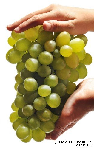Виноград и виноградные гроздья на белом фоне (подборка изображений)