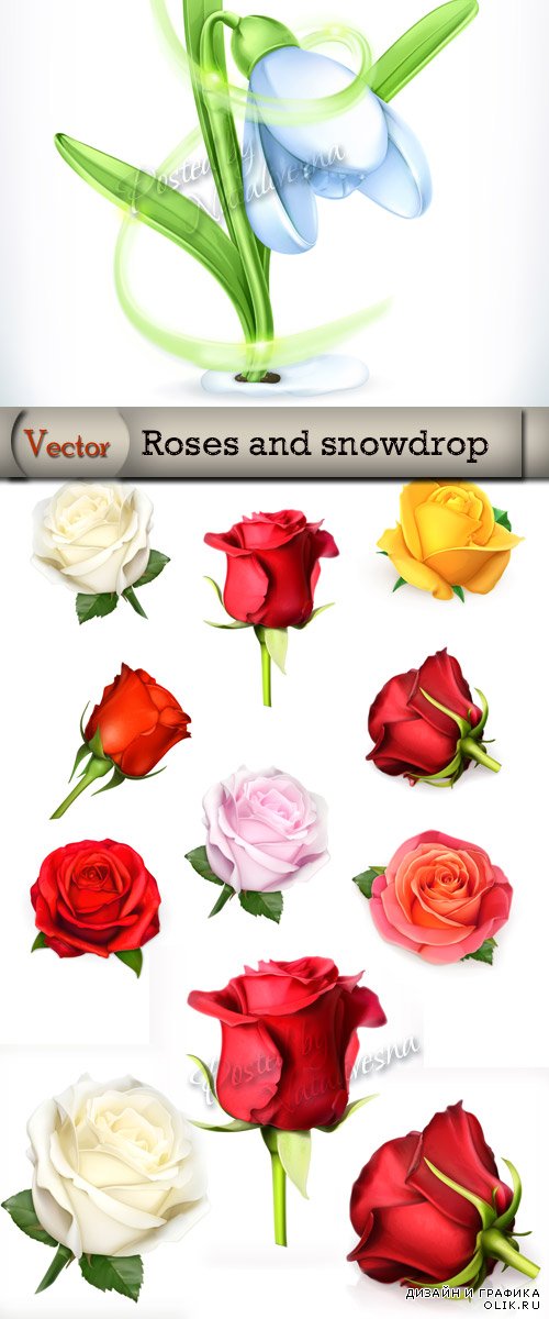 Сборник цветов розы и нежный подснежник - векторный клипарт