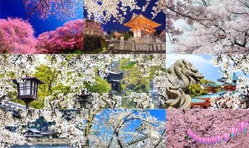 Цветение сакуры - прекрасные весенние картинки / клипарт