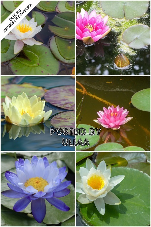 Картинки с цветок Лотос - шесть замечательных растровых клипартов