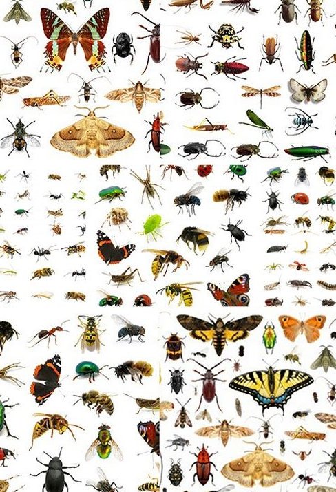 Картинки - насекомые - пчелы, бабочки, жуки, муравьи, пауки - растровый клипарт