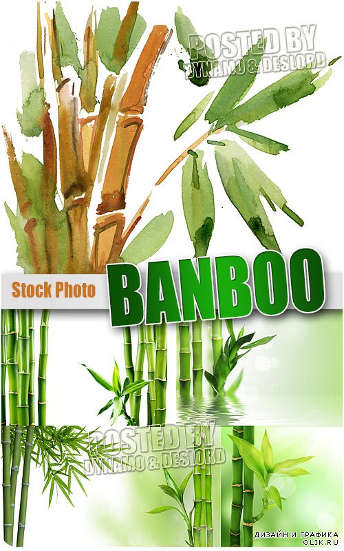 Бамбук - Растровый клипарт