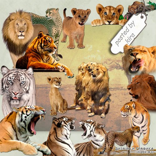 Клипарт для творчества  - Тигры, львы и другие кошачьи