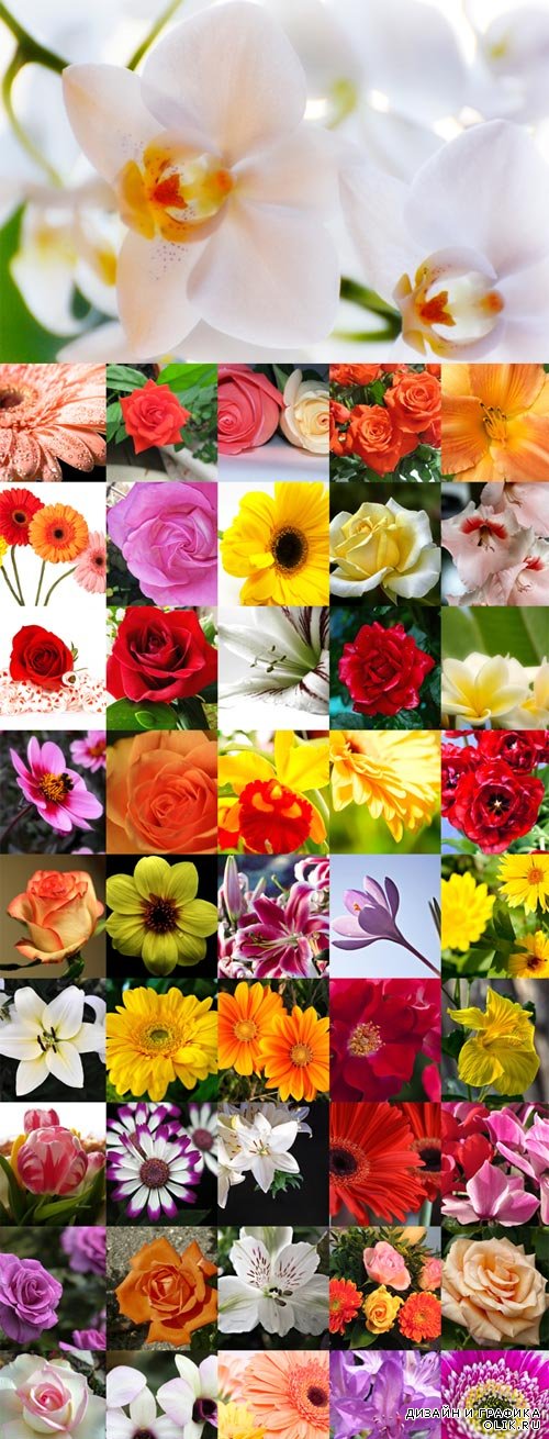 Различные цветы - фотоклипарт. A variety of flowers bitmap