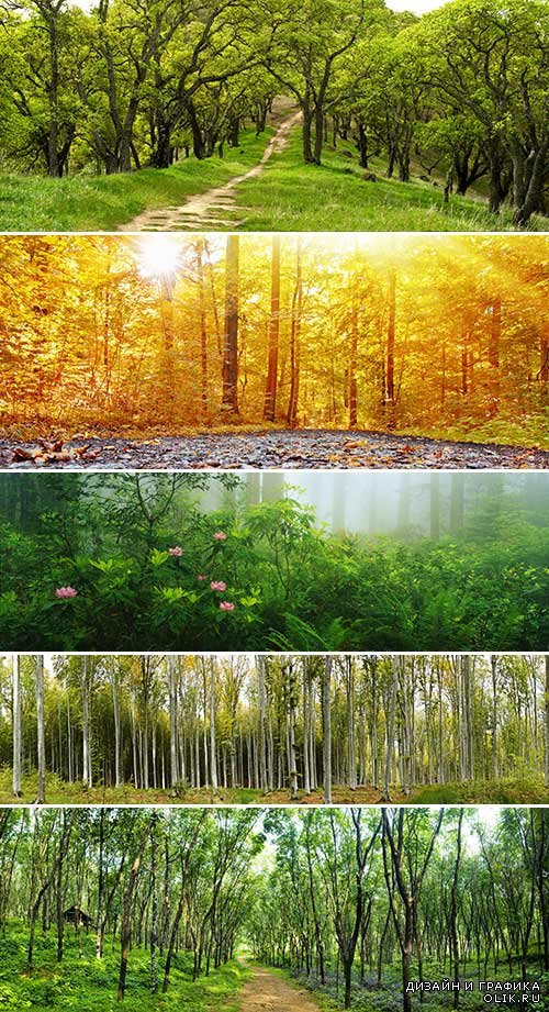 Панорамные фотографии леса 2