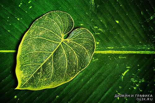 Растровый  клипарт - Зелёные листья