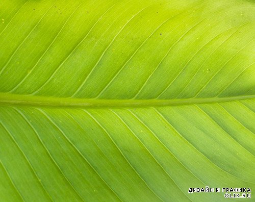Растровый  клипарт - Зелёные листья