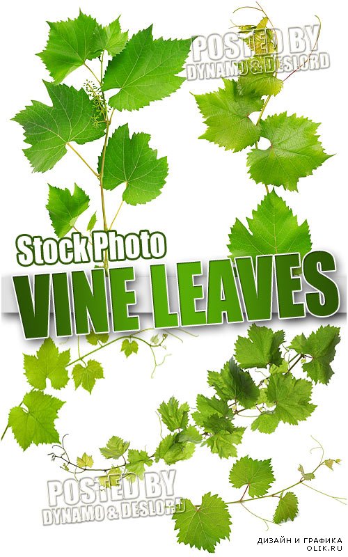 Виноградные листья и побеги - Растровый клипарт