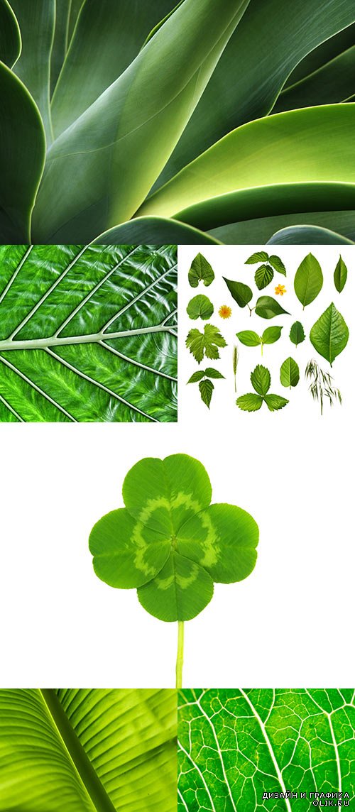 Растровый  клипарт - Зелёные листья 2