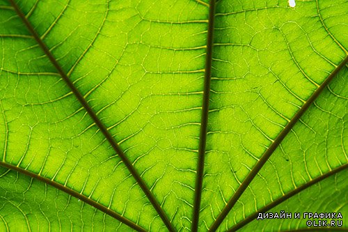 Растровый  клипарт - Зелёные листья 2