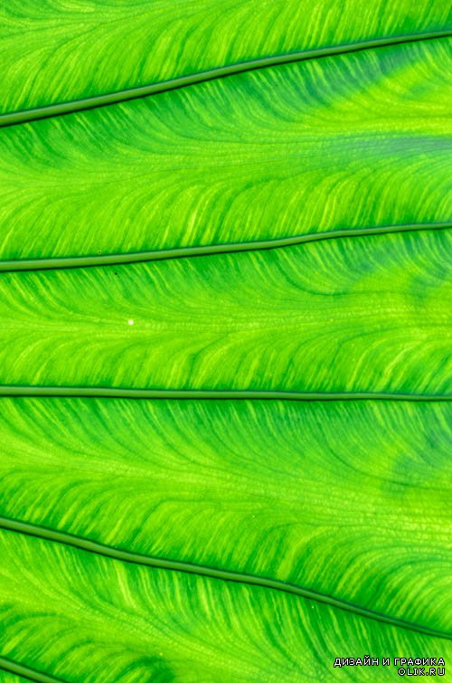 Растровый  клипарт - Зелёные листья 3