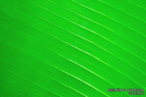 Растровый  клипарт - Зелёные листья 3