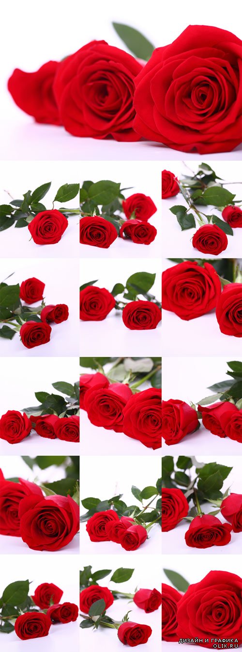 Красивые красные розы - растровый клипарт. Red beautiful long roses Raster Graphics