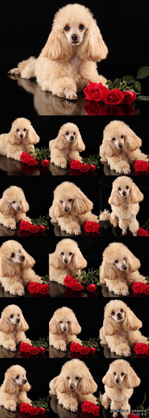 Милый щенок пуделя и красные розы - фото. Cute puppy poodle and red roses