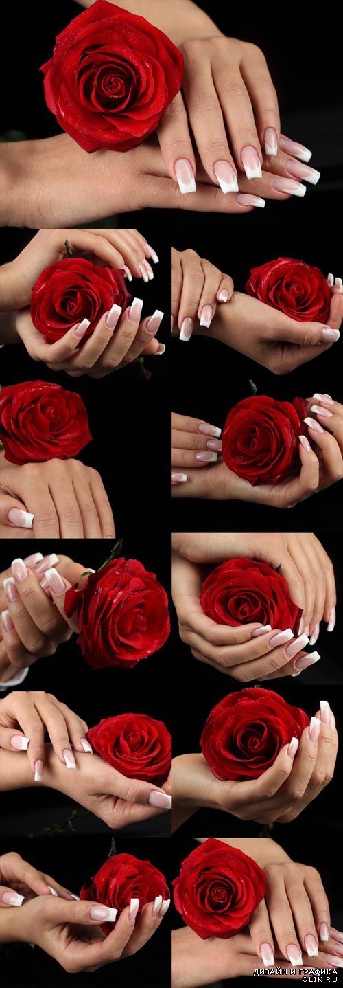 Маникюр, женские руки, роза - растровый клипарт. Delicate female hands with a red rose