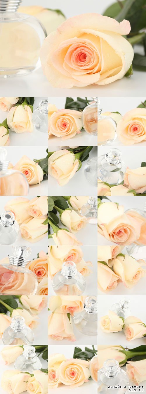 Аромат нежных белых роз - растровый клипарт. Delicate white roses Aroma
