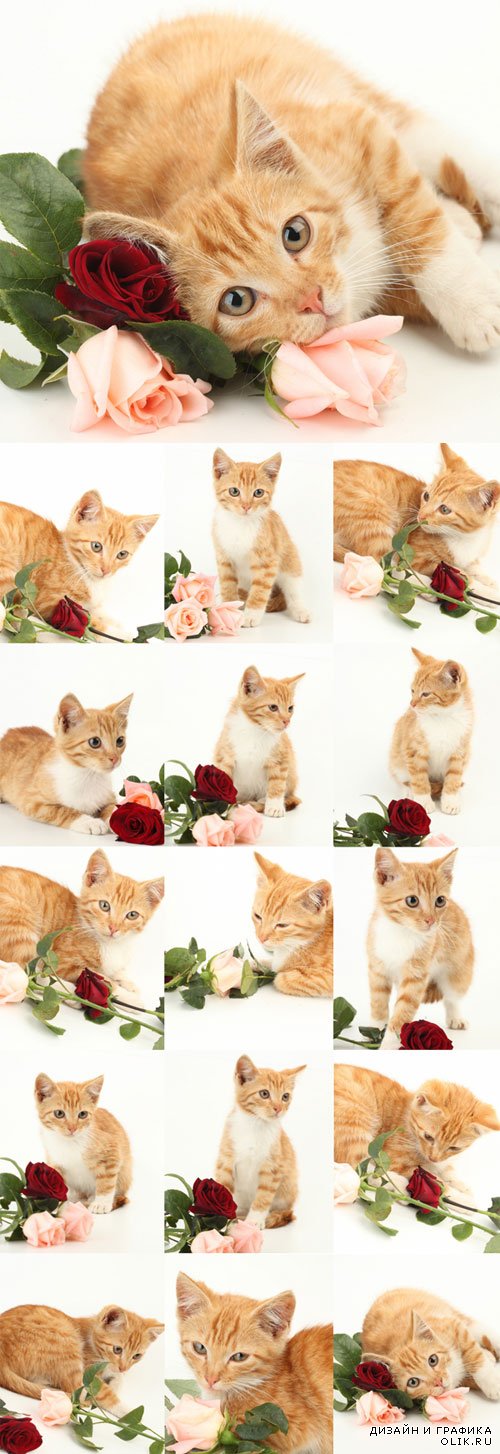 Симпатичный рыжий кот с розами - растровый клипарт. Cute ginger kitten with roses
