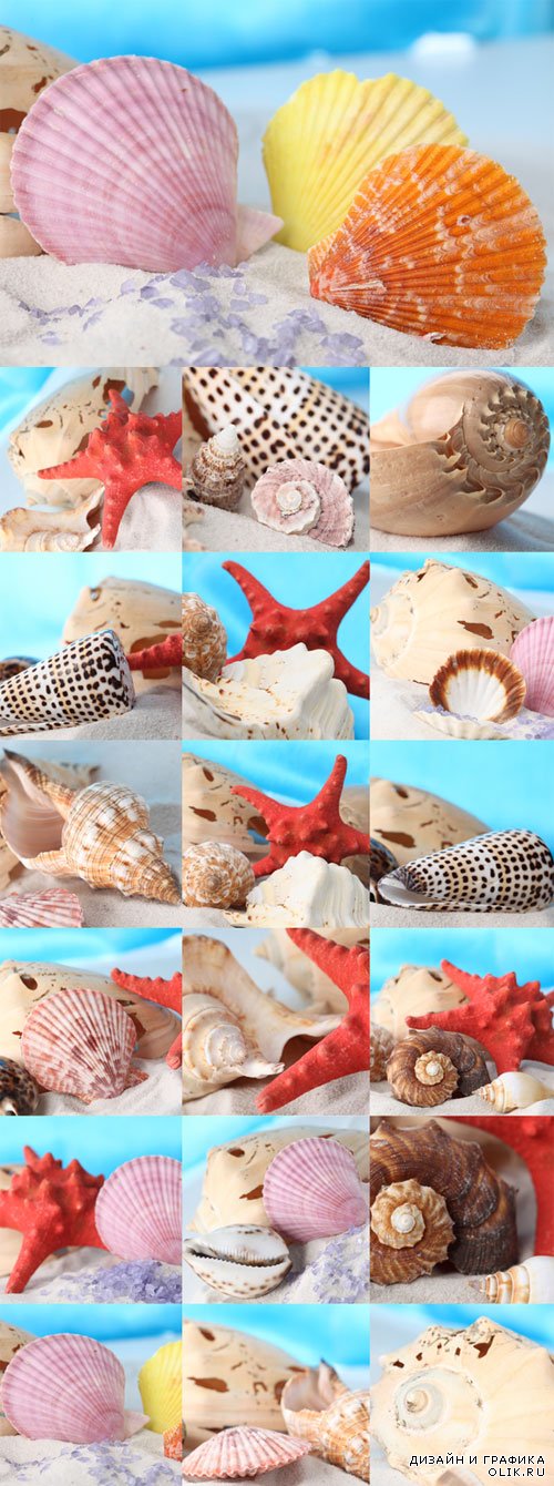 Ракушки, морские звезды, песок - фотоклипарт. Seashells, starfish, sand Raster Graphics
