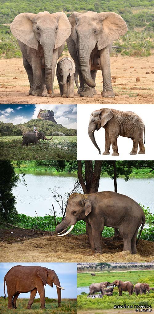Растровый клипарт - Слоны 2
