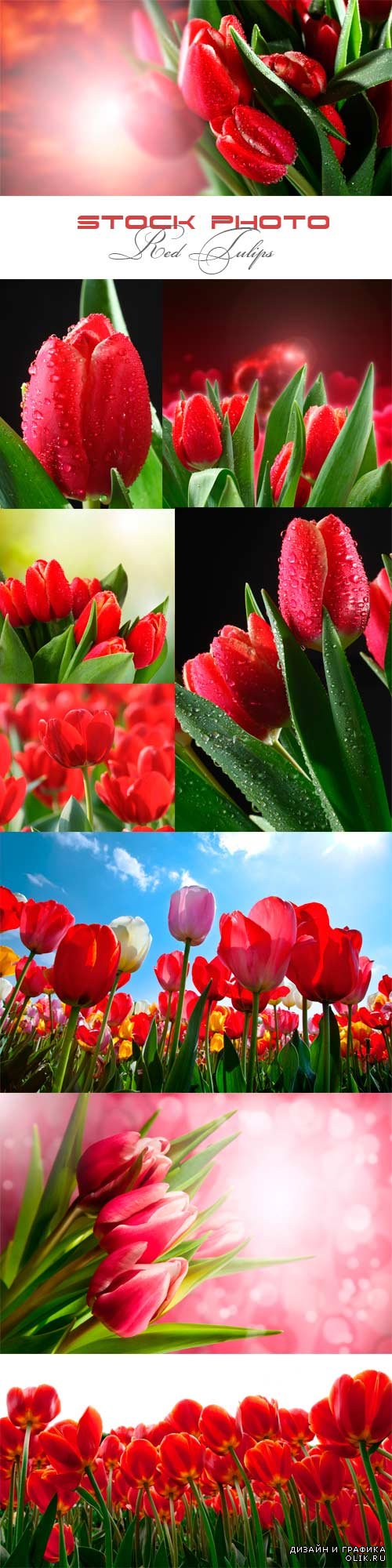 Растровый клипарт красные тюльпаны