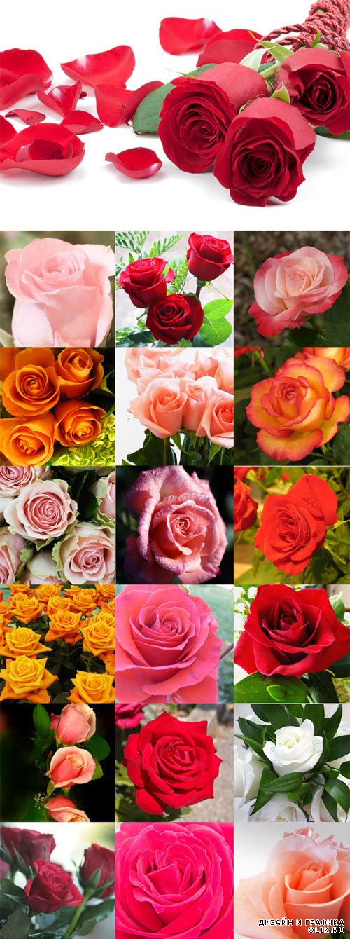Прекрасные розы различных цветов - фотоклипарт
