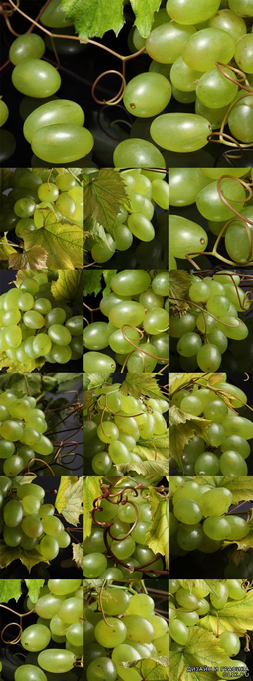 Ветви винограда - растровый клипарт. Branch of green grapes Raster Graphics