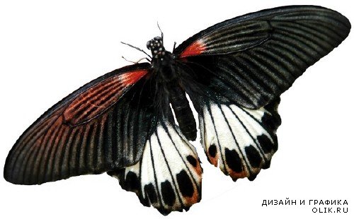 Насекомые: Бабочки и мотыльки (прозрачный фон)
