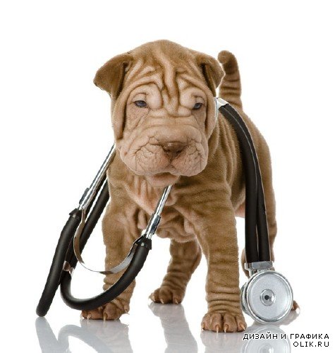 Ветеринарная медицина (подборка изображений)