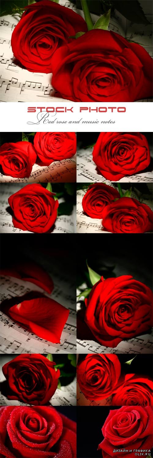 Красные розы и ноты