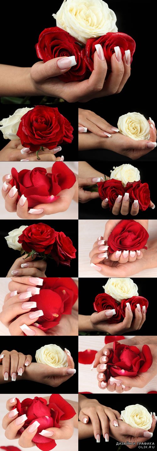 Маникюр, женские руки и розы растровый клипарт