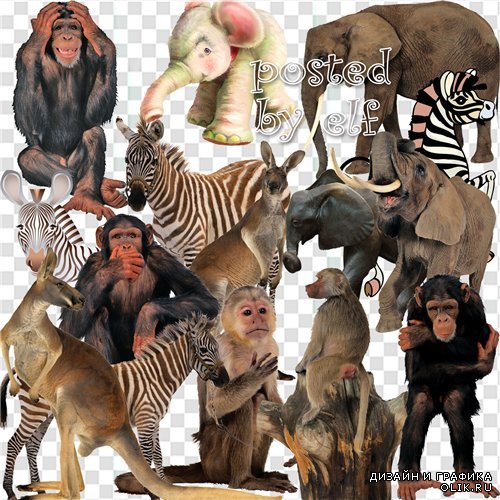 Клипарт - Обезьяны, зебры, слоны , кенгуру