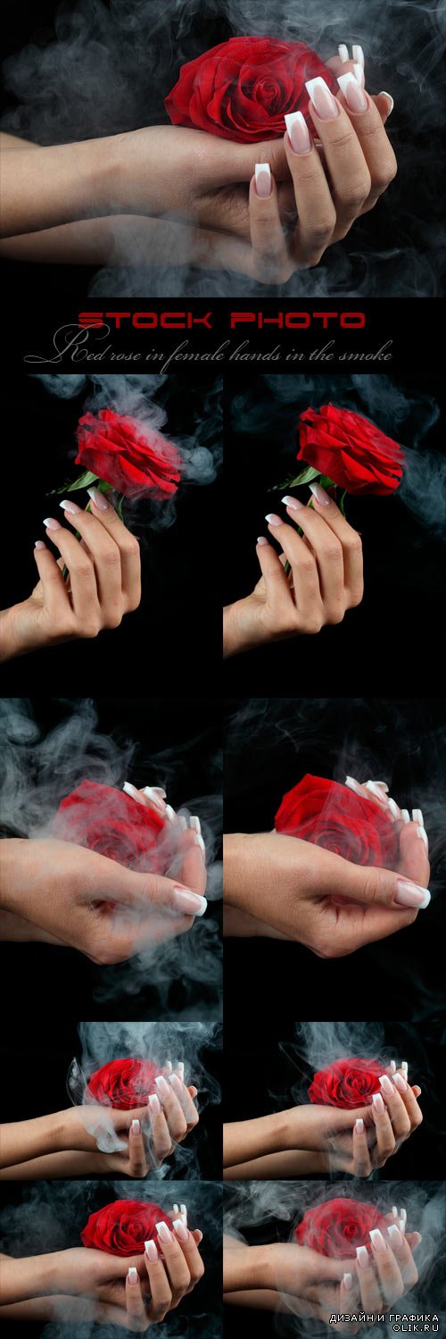 Красная роза в женских руках в дыму