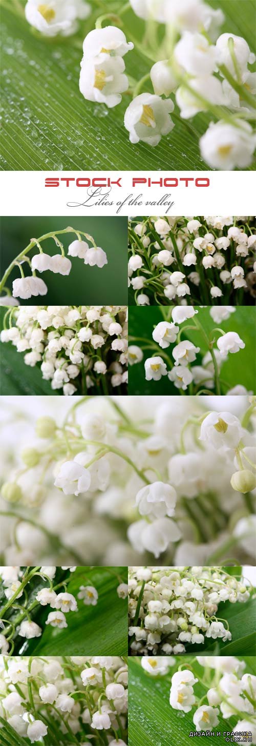 Lilies of the valley. Ландыши