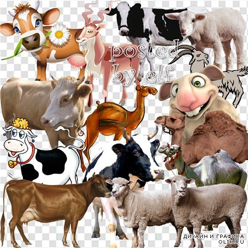 Клипарт - Овцы, козы, верблюды, коровы