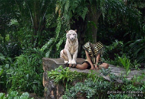 Шаблон psd женский - В джунглях с белым тигром
