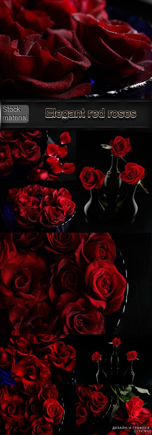 Элегантные красные розы на черном фоне