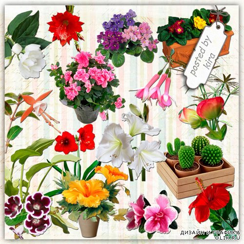 Клипарт в png - Кактусы, фиалки, гибискус и другие комнатные цветы