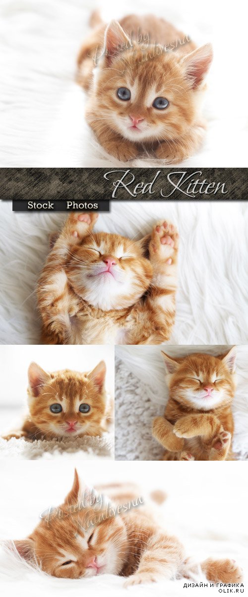 Симпатичный рыжий котенок