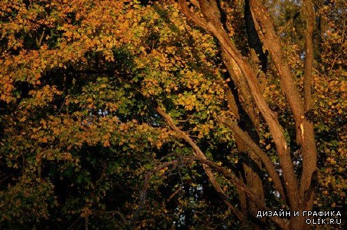 Осенние пейзажи (подборка изображений)
