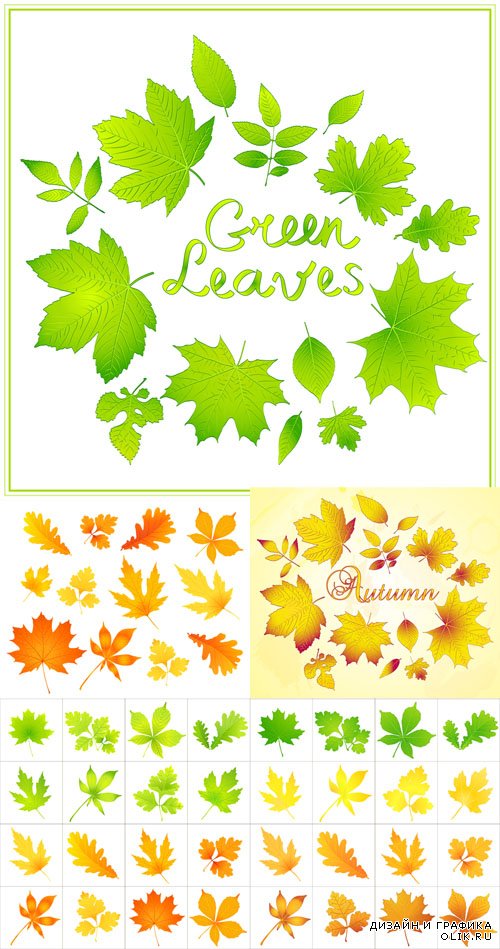 Vector Set - 5 Autumn Leaves 