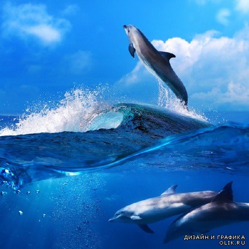 Морские обитатели: Дельфины